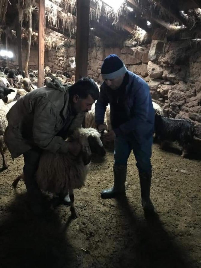 Güroymak’ta Hayvanları Aşılama Çalışması