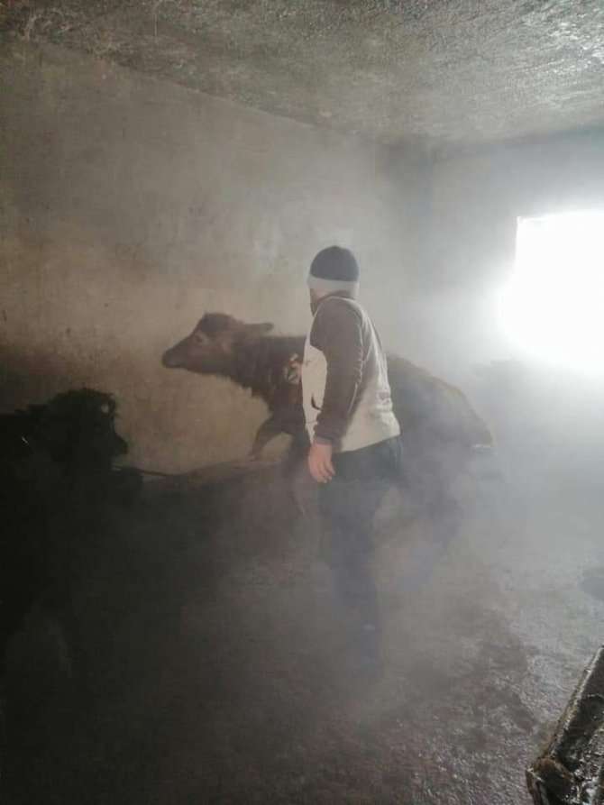 Güroymak’ta Hayvanları Aşılama Çalışması