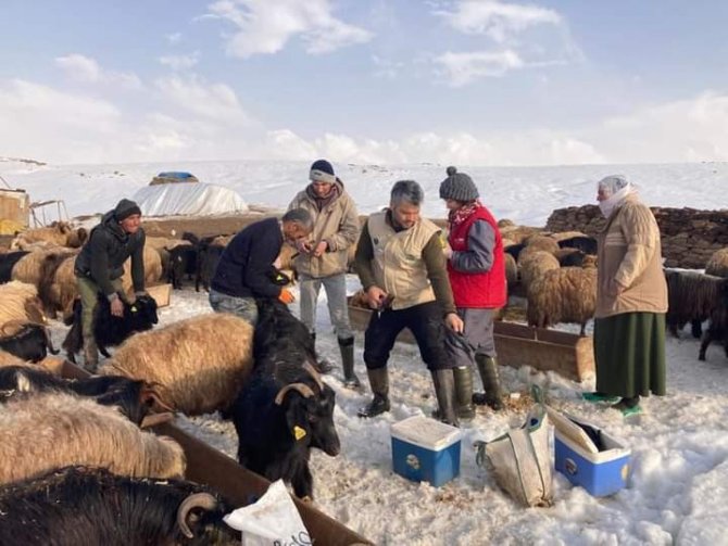 Güroymak’ta Hayvanları Aşılama Çalışması