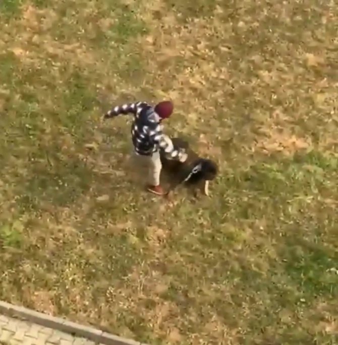 Düzce’de Köpeğe Şiddet Uygulayan Şahıs Gözaltına Alındı
