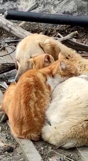 Köpek Ve Kedilerin Kalpleri Isıtan Dostluğu