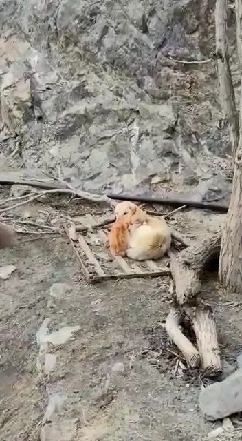 Köpek Ve Kedilerin Kalpleri Isıtan Dostluğu
