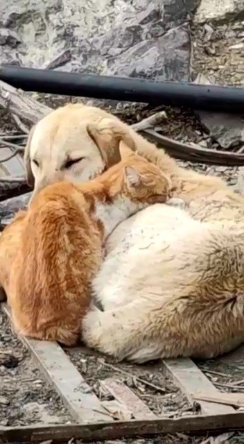 Köpek Ve Kedilerin Kalpleri Isıtan Dostluğu
