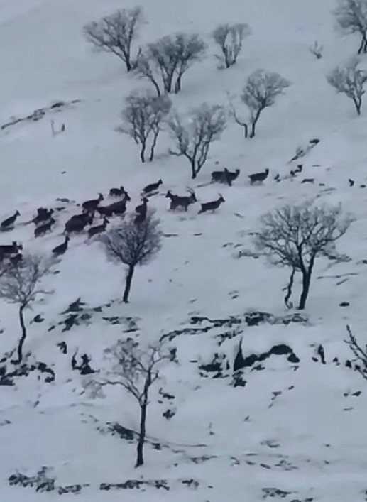 Elazığ’da Dağ Keçileri Sürü Halinde Görüntülendi