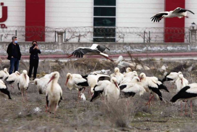 Göç Yolunda Konya’ya Zorunlu İniş Yapan Leyleklerin Molaları Sürüyor