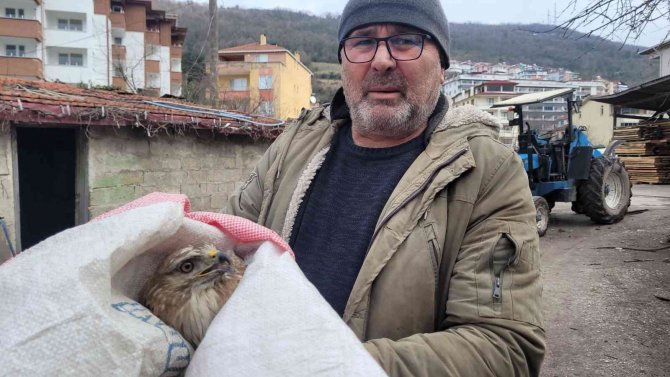 Tavuklarının Yanında Bulduğu Yaralı Şahini Ekiplere Teslim Etti