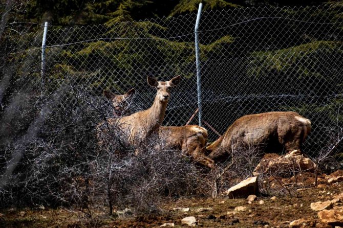 Spil Dağı’na Kızıl Geyik Salındı