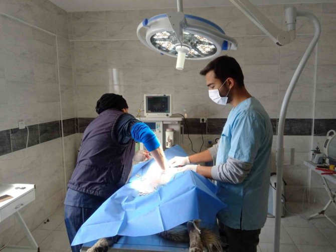 Polatlı Belediyesi Sokaklarda Hayvan Popülasyonunun Önüne Geçmek İçin Çalışmalarını Sürdürüyor