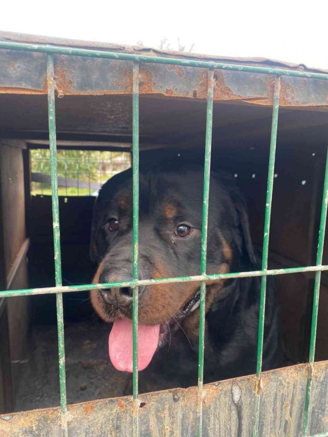 Düzce’de Köpeğe Şiddet Uygulayan Şahıs Gözaltına Alındı
