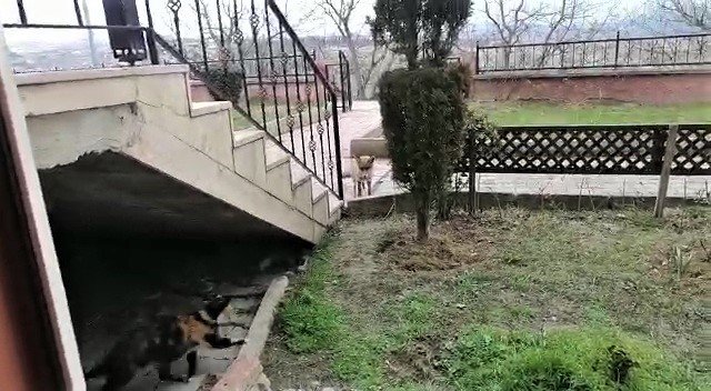 “O Benim Arkadaşım, Uğurum” Dediği Tilkiyle Diyaloğu Tebessüm Ettirdi