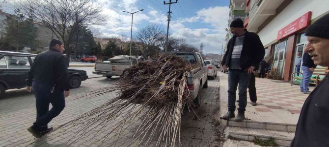 Tosya’da Çiftçiye Yüzde 50 Hibeli Fidan Dağıtıldı