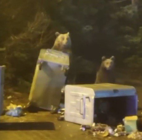 Ayı İle Böyle Göz Göze Geldiler...uludağ’da Ayı Paniği Kamerada