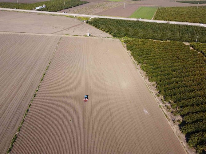 Çukurova’da Ayçiçeği Tohumları Toprakla Buluştu