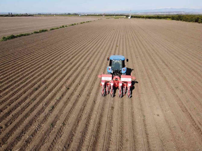 Çukurova’da Ayçiçeği Tohumları Toprakla Buluştu
