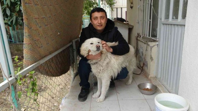 Çalınan Köpeğine 2 Hafta Sonra Kavuştu