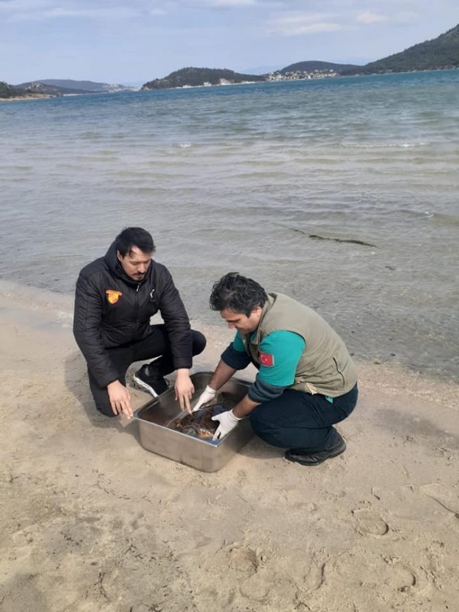 Kıyıya Vuran Yeşil Deniz Kaplumbağası Kurtarıldı