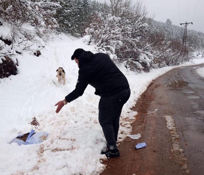 Abant Tabiat Parkı Yoluna Bırakılan Köpeklere Mama Dağıtıldı
