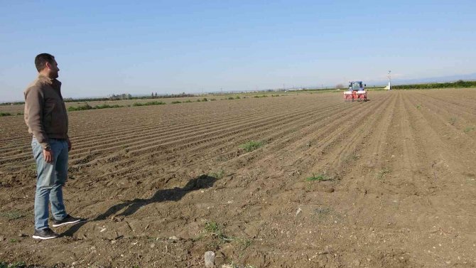 Çukurova’da Ayçiçeği Tohumları Toprakla Buluştu