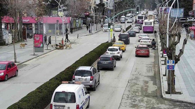 Başkan Yardımcısı Saldırıya Uğrayan Köpeği Böyle Kurtardı