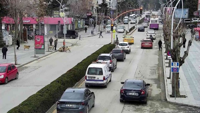 Başkan Yardımcısı Saldırıya Uğrayan Köpeği Böyle Kurtardı