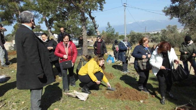 Balıkesir’de Fıstıkçamı Zeytine Alternatif Oldu