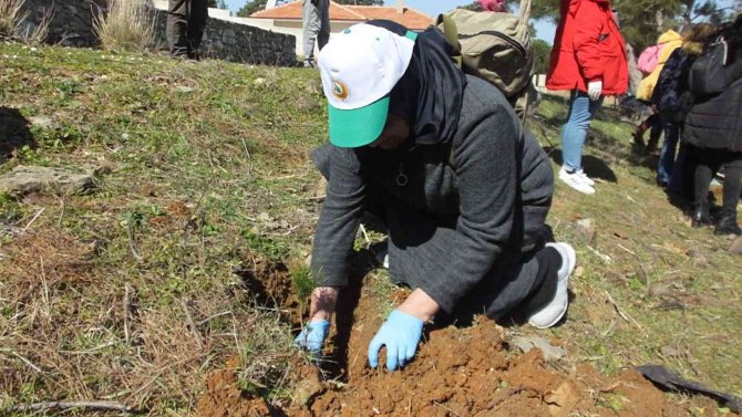 Balıkesir’de Fıstıkçamı Zeytine Alternatif Oldu