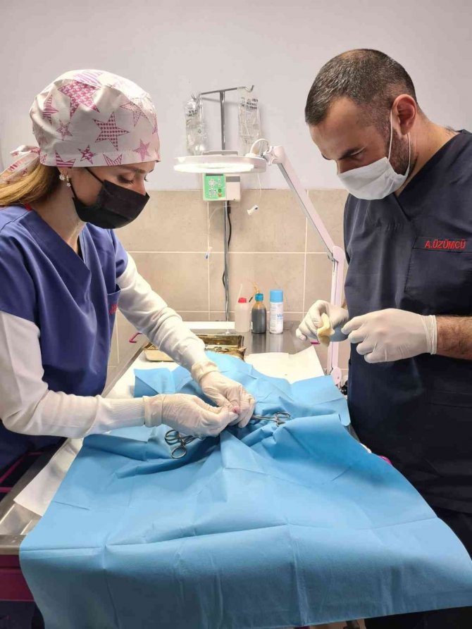 Tedavisi Tamamlanan Sokak Hayvanları Sıcak Yuvalarına Kavuşuyor
