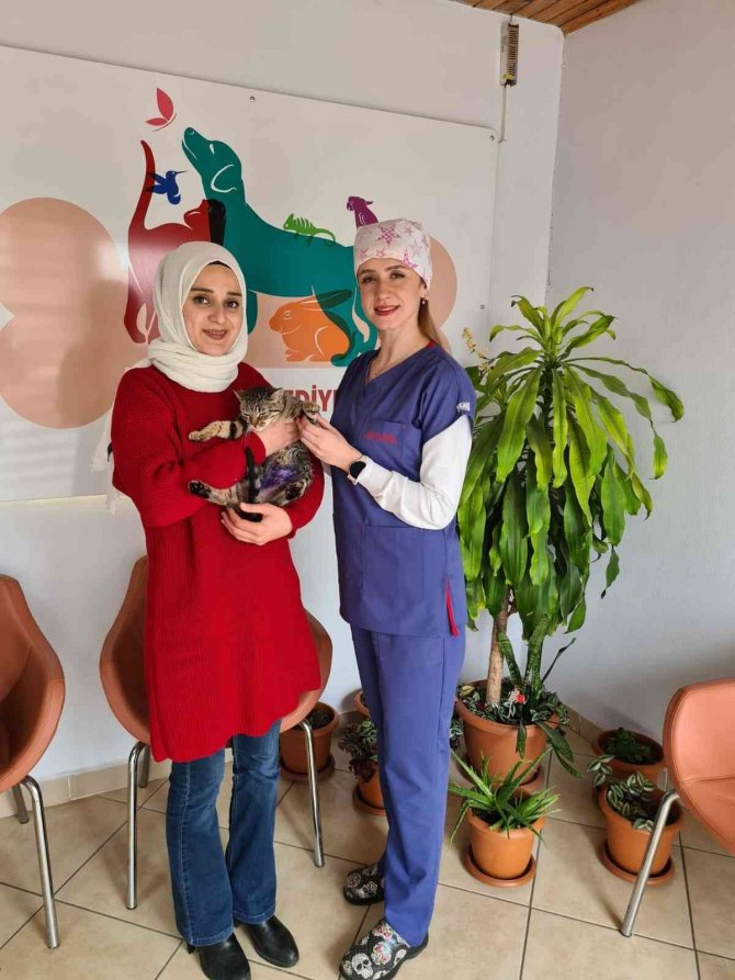 Tedavisi Tamamlanan Sokak Hayvanları Sıcak Yuvalarına Kavuşuyor