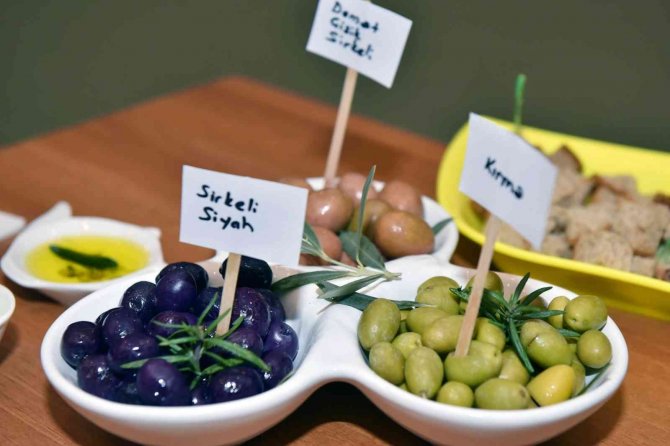 Zeytinciliğin Sorunları Tartışıldı