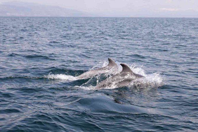 Dans Eden Yunuslar Mudanya’da Görüntülendi