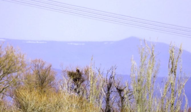 Şah Kartallar İzleniyor