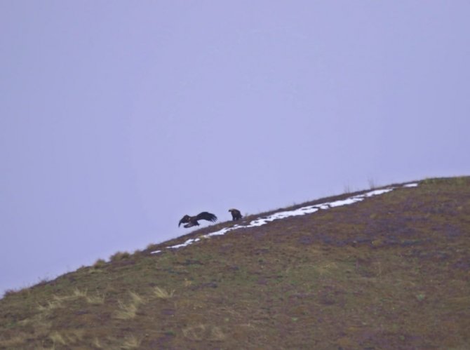 Şah Kartallar İzleniyor