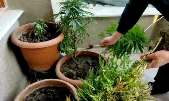Evinin Balkonunda Kenevir Yetiştiren Şahıs Gözaltına Alındı