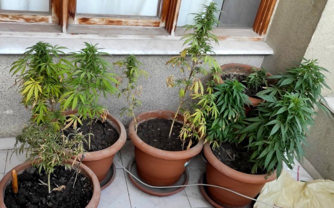Evinin Balkonunda Kenevir Yetiştiren Şahıs Gözaltına Alındı