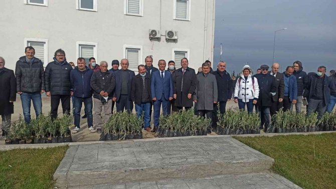 Samsun’da Zeytin Yetiştiriciliği Artırılıyor