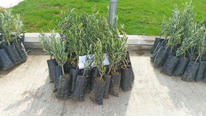 Samsun’da Zeytin Yetiştiriciliği Artırılıyor