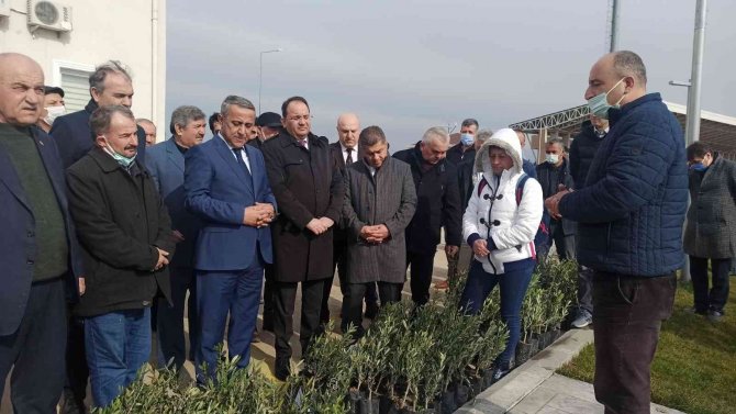 Samsun’da Zeytin Yetiştiriciliği Artırılıyor