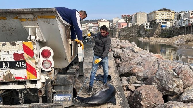 Sinop’ta Ölü Yunuslar Kıyıya Vurdu