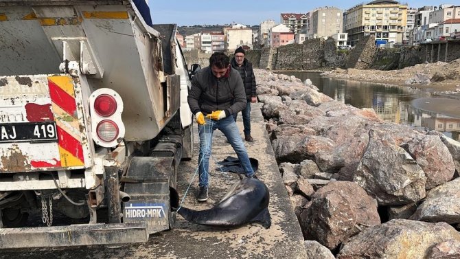 Sinop’ta Ölü Yunuslar Kıyıya Vurdu