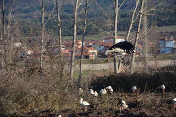 Soğuktan Etkilenen Leyleklere Belediye Ve Veteriner Kontrolü