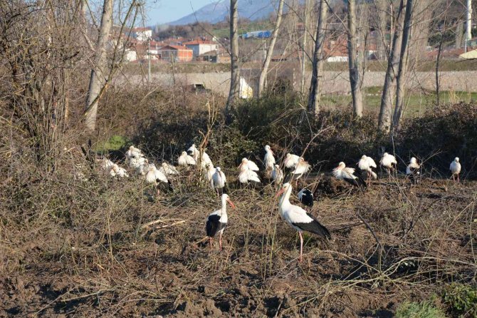 Soğuktan Etkilenen Leyleklere Belediye Ve Veteriner Kontrolü