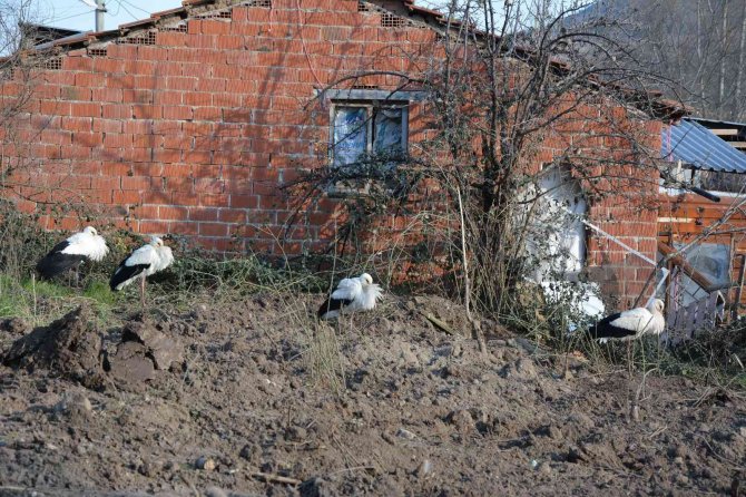 Soğuktan Etkilenen Leyleklere Belediye Ve Veteriner Kontrolü