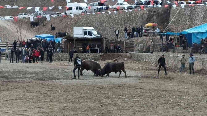 Geleneksel 27. Sarıgöl Boğa Güreşleri Başladı