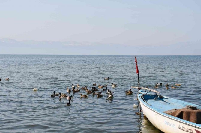İ̇znik Gölü’nde Kaçak Avcılardan Kurtarılan 56 Ördek Artık Özgür