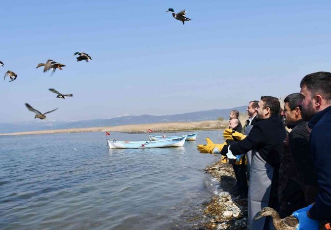 İ̇znik Gölü’nde Kaçak Avcılardan Kurtarılan 56 Ördek Artık Özgür