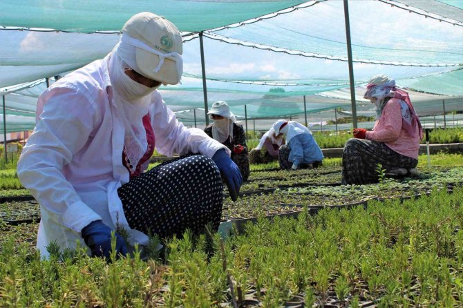 8 İlde 12 Milyon Fidan Toprakla Buluşacak