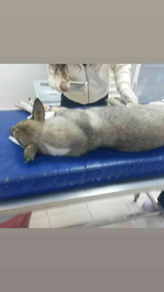 Yok Böyle Vicdansızlık...30 Köpeği Zehirleyip Öldürdüler