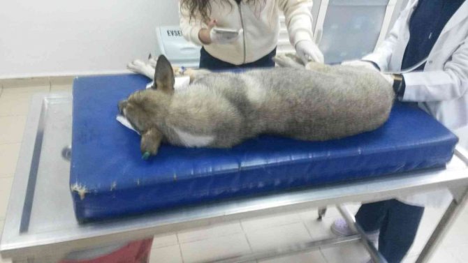 Yok Böyle Vicdansızlık...30 Köpeği Zehirleyip Öldürdüler