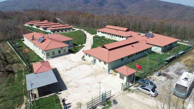 İ̇lçelere Sokak Hayvanları Üniteleri Kurulacak