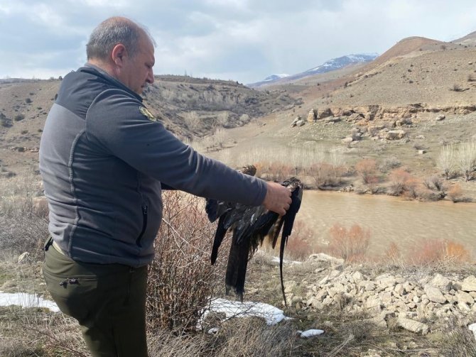 Yaralı Şahin Tedavi Edilerek Doğaya Salındı